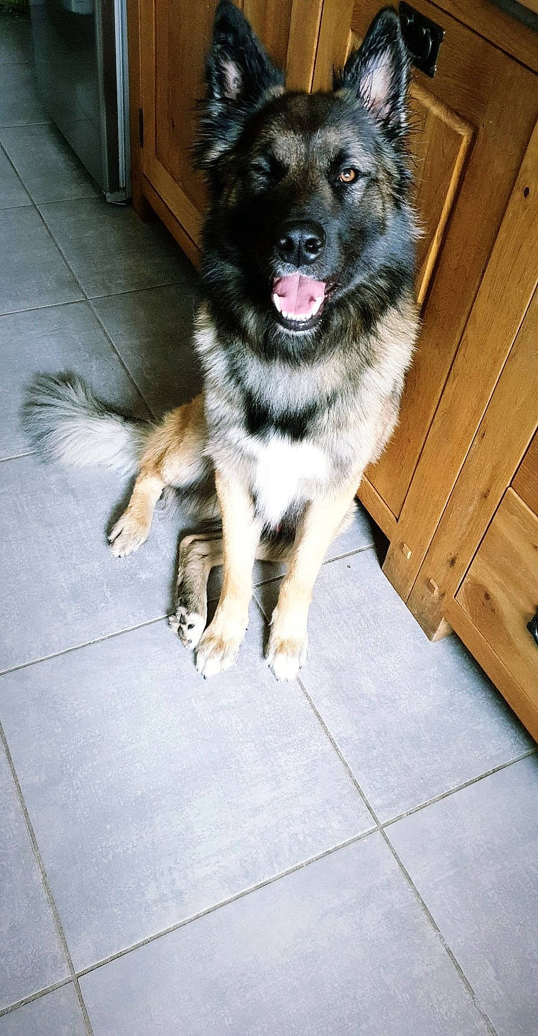 Pago participe au concours pour gagner de l'argent avec cette photo : canidae, carnivore, caucasian_shepherd_dog, dog, dog_breed, mammal, native_american_indian_dog, norwegian_elkhound, rare_breed_dog, sporting_group, vertebrate