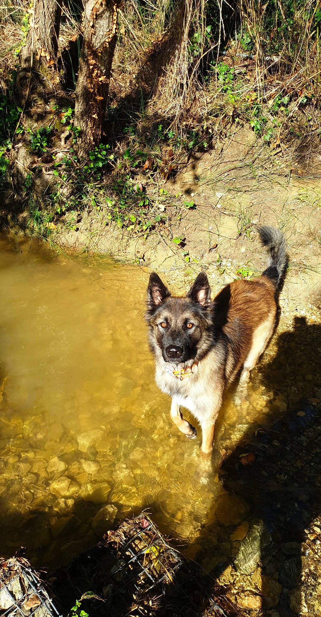 Pago a rejoint le concours — aidez-le/la à gagner de superbes lots ! black_norwegian_elkhound, canidae, canis, carnivore, dog, dog_breed, east_siberian_laika, greenland_dog, kunming_wolfdog, mammal, native_american_indian_dog, norwegian_elkhound, saarloos_wolfdog, seppala_siberian_sleddog, shiloh_shepherd_dog, tamaskan_dog, vertebrate, west_siberian_laika, wildlife, wolfdog