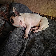 Leo joined the competition — help win amazing prizes! puppy, sleeping, dog, blanket, cozy, resting, indoor, fur, paw, cute, pet, animal, calm, relaxation, small, white, black_spot, soft, comfort, nap