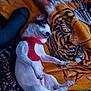 Leo joined the competition — help win amazing prizes! dog, small_dog, white_dog, red_harness, lying_down, blanket, tiger_pattern, animal, pet, cozy, relaxed, paw, indoor, foot, sock, texture, fabric, colorful, resting, cute