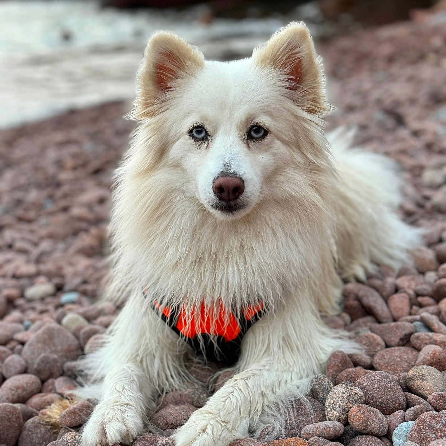 Shelby participe au concours pour gagner de l'argent avec cette photo : dog, white_dog, fluffy, long_hair, blue_eyes, sitting, outdoor, pebbles, rocks, riverbed, nature, portrait, animal, pet, harness, red_harness, front_view, alert, furry, closeup