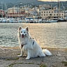 Shelby a rejoint le concours — aidez-le/la à gagner de superbes lots ! dog, white_dog, fluffy, long_hair, sitting, smiling, outdoor, waterfront, marina, sailboats, boats, harbor, mountains, cityscape, sunset, water, stone_pavement, travel, portrait, pet