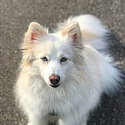 Shelby a rejoint le concours — aidez-le/la à gagner de superbes lots ! dog, white_dog, fluffy, fur, long_hair, pointed_ears, pet, canine, animal, portrait, standing, outdoor, pavement, asphalt, closeup, blue_eyes, black_nose, white_fur, cute, photography