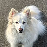 dog, white_dog, fluffy, fur, long_hair, pointed_ears, pet, canine, animal, portrait, standing, outdoor, pavement, asphalt, closeup, blue_eyes, black_nose, white_fur, cute, photography