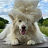 Shelby a rejoint le concours — aidez-le/la à gagner de superbes lots ! dog, white_dog, fluffy, long_hair, happy, smiling, open_mouth, tongue, outdoor, deck, wood, cloudy_sky, blue_sky, greenery, garden, portrait, close_up, lying_down, paws, fur