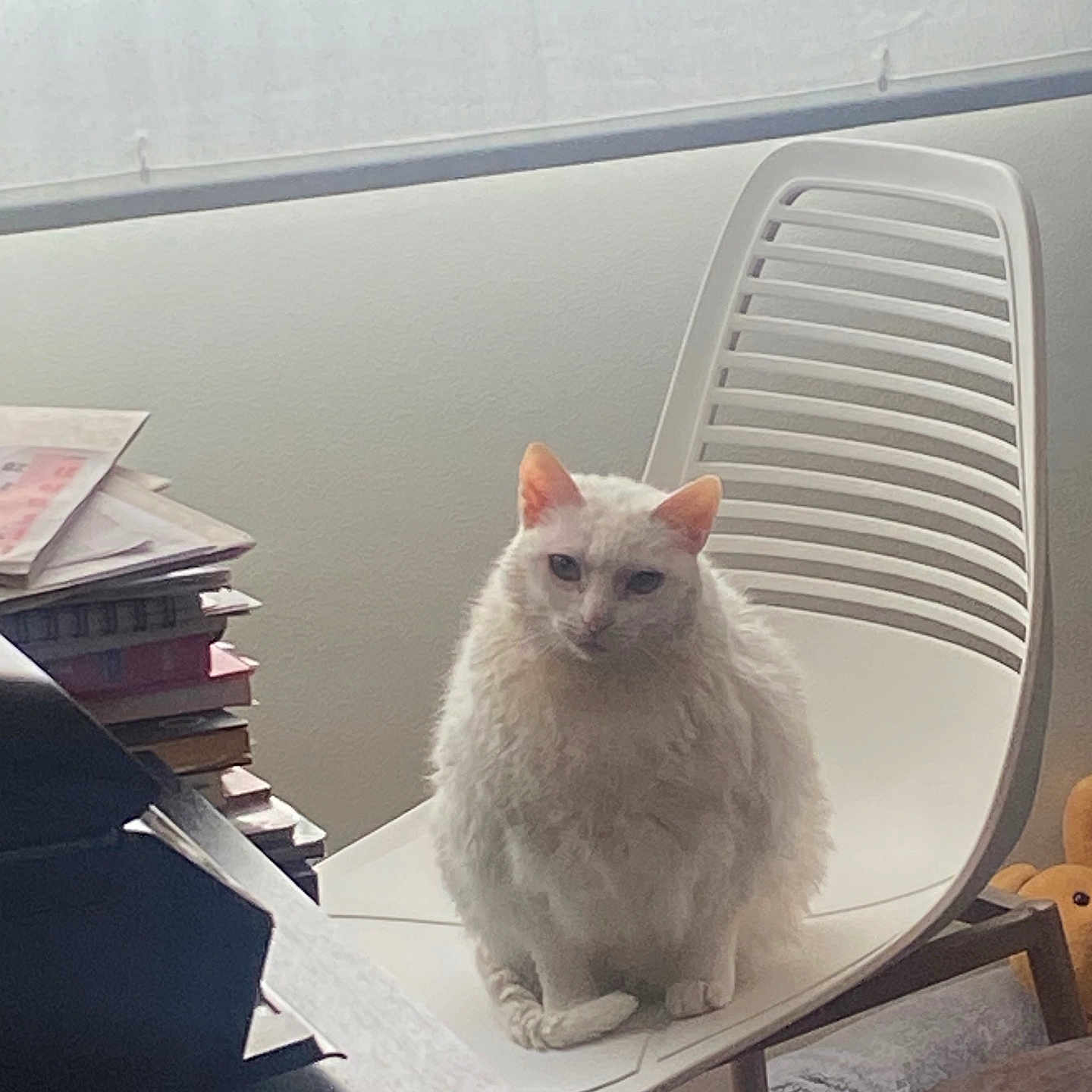 Perla