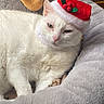 animal, cat, christmas, cozy, cute, domestic_animal, feline, fur, holiday, indoor, pet, plush_bed, relaxed, resting, santa_hat, sleepy, soft, teddy_bear, toy, white_cat