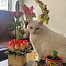 Perla is registered to the contest to win money with this photo: book, cat, couch, decor, domestic_animal, feline, flower_arrangement, greenery, houseplant, indoor, lilies, living_room, pet, plant_pot, potted_plant, roses, succulent, white_cat, window, wooden_table