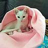 Perla is registered to the contest to win money with this photo: animal, basket, blanket, cat, comfort, cozy, cute, domestic, feline, fur, indoor, kitten, pet, pink, relaxed, resting, small, soft, white, young
