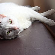 Perla joined the competition — help win amazing prizes! animal, calm, cat, closeup, cute, domestic_cat, ears, feline, fur, green_eyes, indoor, leather_surface, lying_down, pet, pink_nose, relaxed, resting, soft_light, whiskers, white_cat
