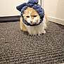 Caramel participe au concours pour gagner de l'argent avec cette photo : animal, blue, bunny_ears, carpet, cat, corner, cozy, cute, expression, feline, floor, fluffy, funny, fur, headwear, home, indoor, pet, sitting, towel