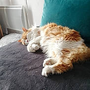 Caramel participe au concours pour gagner de l'argent avec cette photo : animal, cat, comfort, couch, cozy, cute, domestic, feline, fluffy, fur, home, indoor, orange, paws, pet, relaxation, resting, sleeping, soft, white