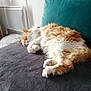 animal, cat, comfort, couch, cozy, cute, domestic, feline, fluffy, fur, home, indoor, orange, paws, pet, relaxation, resting, sleeping, soft, white