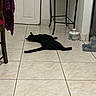 Lucifer joined the competition — help win amazing prizes! cat, cats, black_cat, pet, animal, indoor, floor, tile_floor, relaxed, sleeping, lying_down, stretching, home, room, door, table, chair, water_fountain, pet_bowl, funny_pose