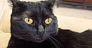 Lucifer is registered to the contest to win money with this photo: cat, black_cat, golden_eyes, pet, feline, whiskers, fur, indoor, portrait, close_up, sitting, alert, serious_expression, couch, yarn, toy, living_room, furniture, home, photography