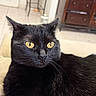 cat, black_cat, golden_eyes, pet, feline, whiskers, fur, indoor, portrait, close_up, sitting, alert, serious_expression, couch, yarn, toy, living_room, furniture, home, photography