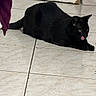 Lucifer is registered to the contest to win money with this photo: black_cat, cat, feline, pet, animal, lying_down, resting, grooming, tongue_out, yellow_eyes, pointed_ears, whiskers, black_fur, indoor, tile_floor, home, door, purple_fabric, portrait, funny