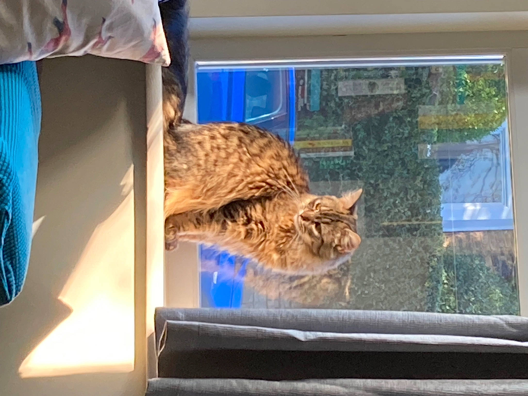 Pinto Bean is registered to the contest to win money with this photo: big_cats, carnivore, cat, domestic_short_haired_cat, fawn, felidae, fur, grass, leopard, lynx, plant, room, small_to_medium_sized_cats, tail, terrestrial_animal, tree, whiskers, wildlife, window, wood