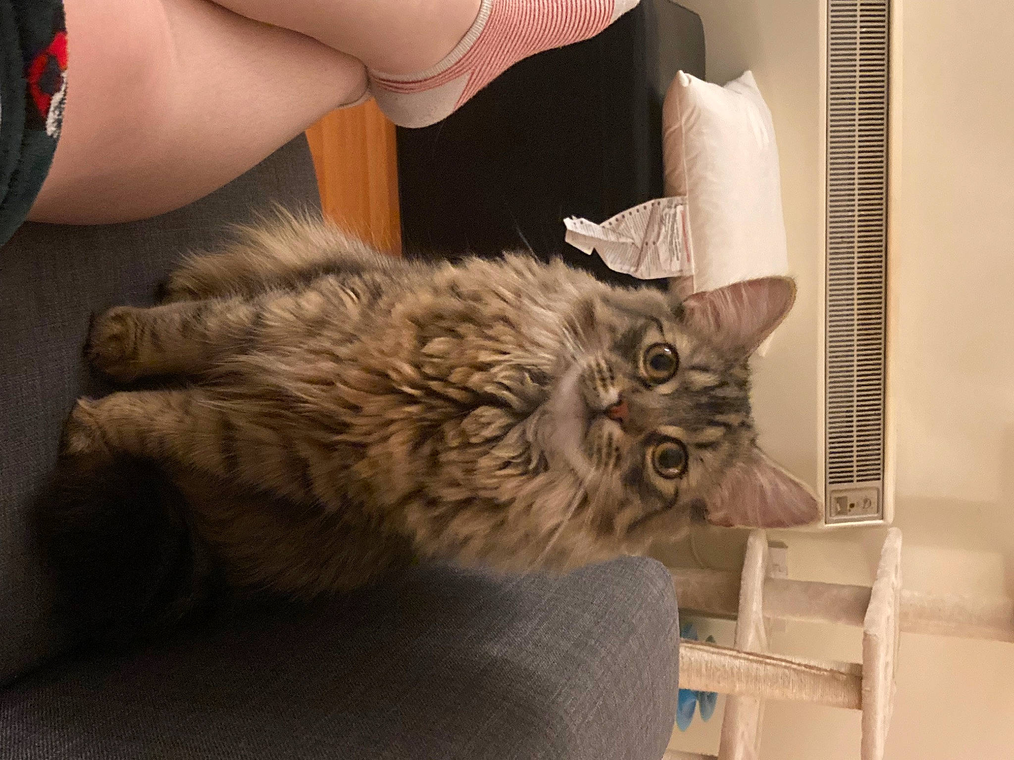 Pinto Bean joined the competition — help win amazing prizes! box, carnivore, cat, claw, comfort, domestic_short_haired_cat, eye, fawn, felidae, fur, human_leg, lap, paw, small_to_medium_sized_cats, snout, tail, thigh, whiskers, wood