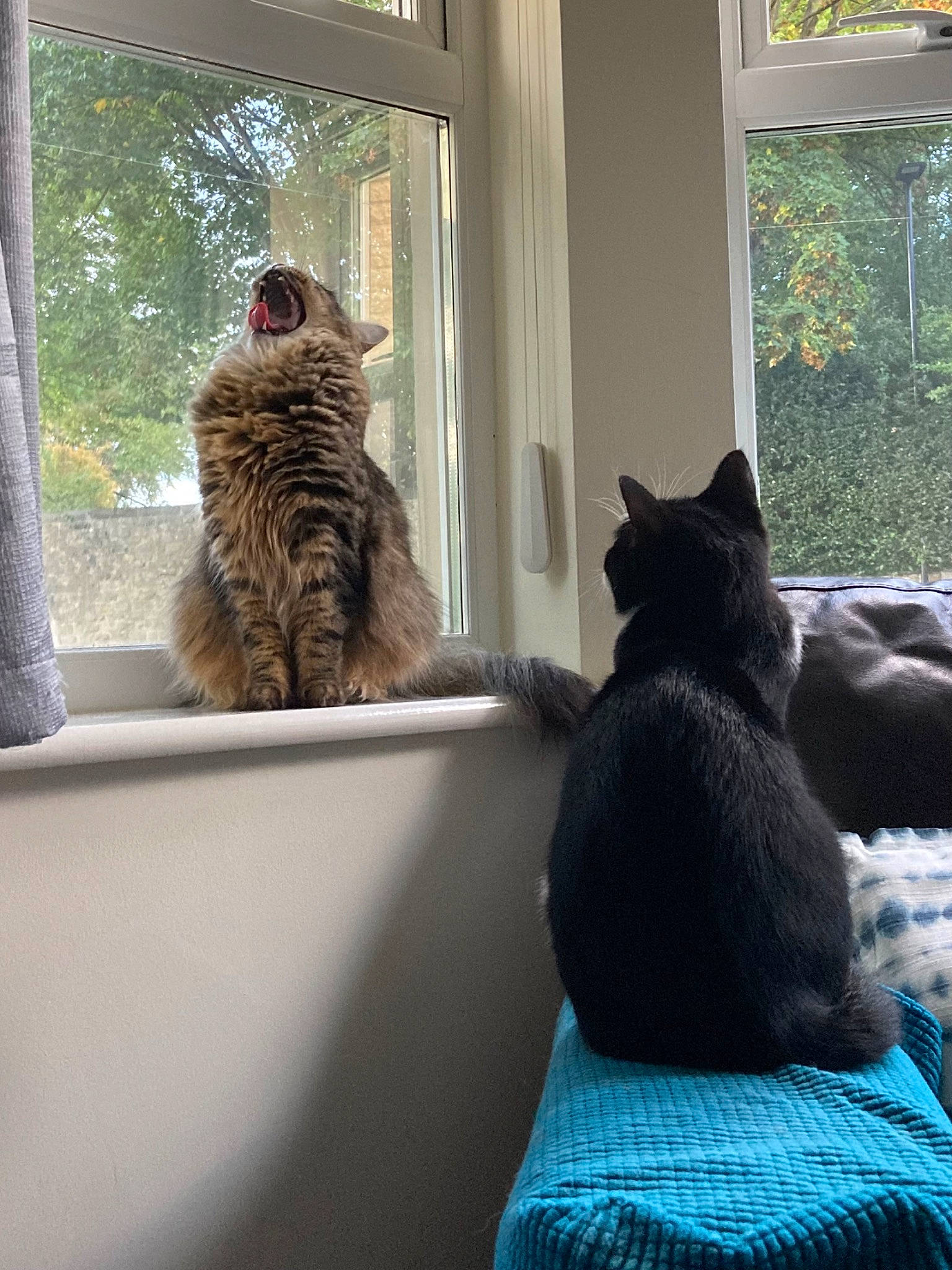 Pinto Bean is registered to the contest to win money with this photo: carnivore, cat, comfort, couch, domestic_short_haired_cat, felidae, fur, grey, house, interior_design, room, shade, small_to_medium_sized_cats, sunlight, tail, textile, tree, whiskers, window, wood