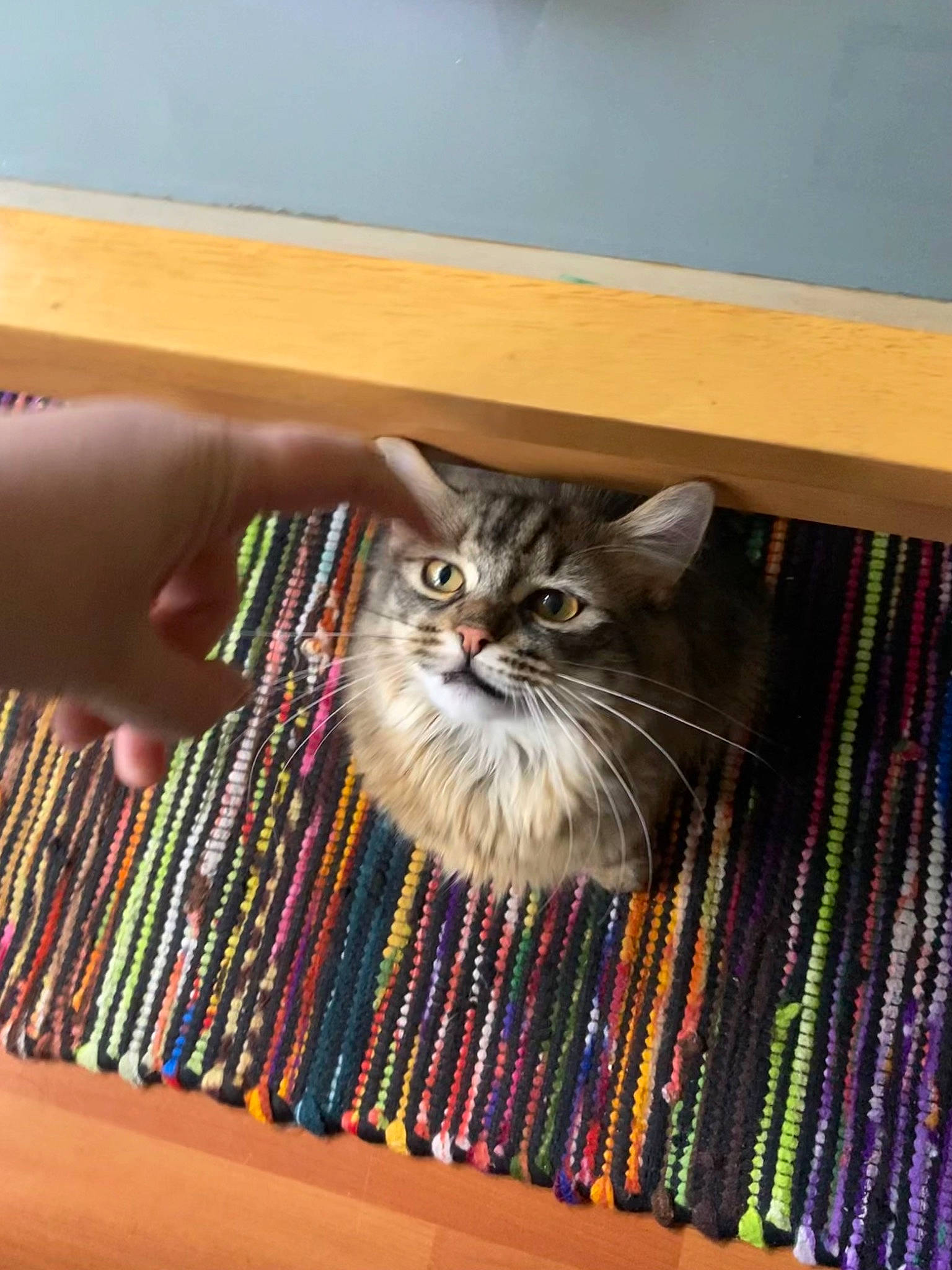 Pinto Bean joined the competition — help win amazing prizes! box, carnivore, cat, domestic_short_haired_cat, fawn, felidae, flooring, fur, grey, hardwood, pattern, small_to_medium_sized_cats, terrestrial_animal, tire, wheel, whiskers, wood, wood_stain, woven_fabric