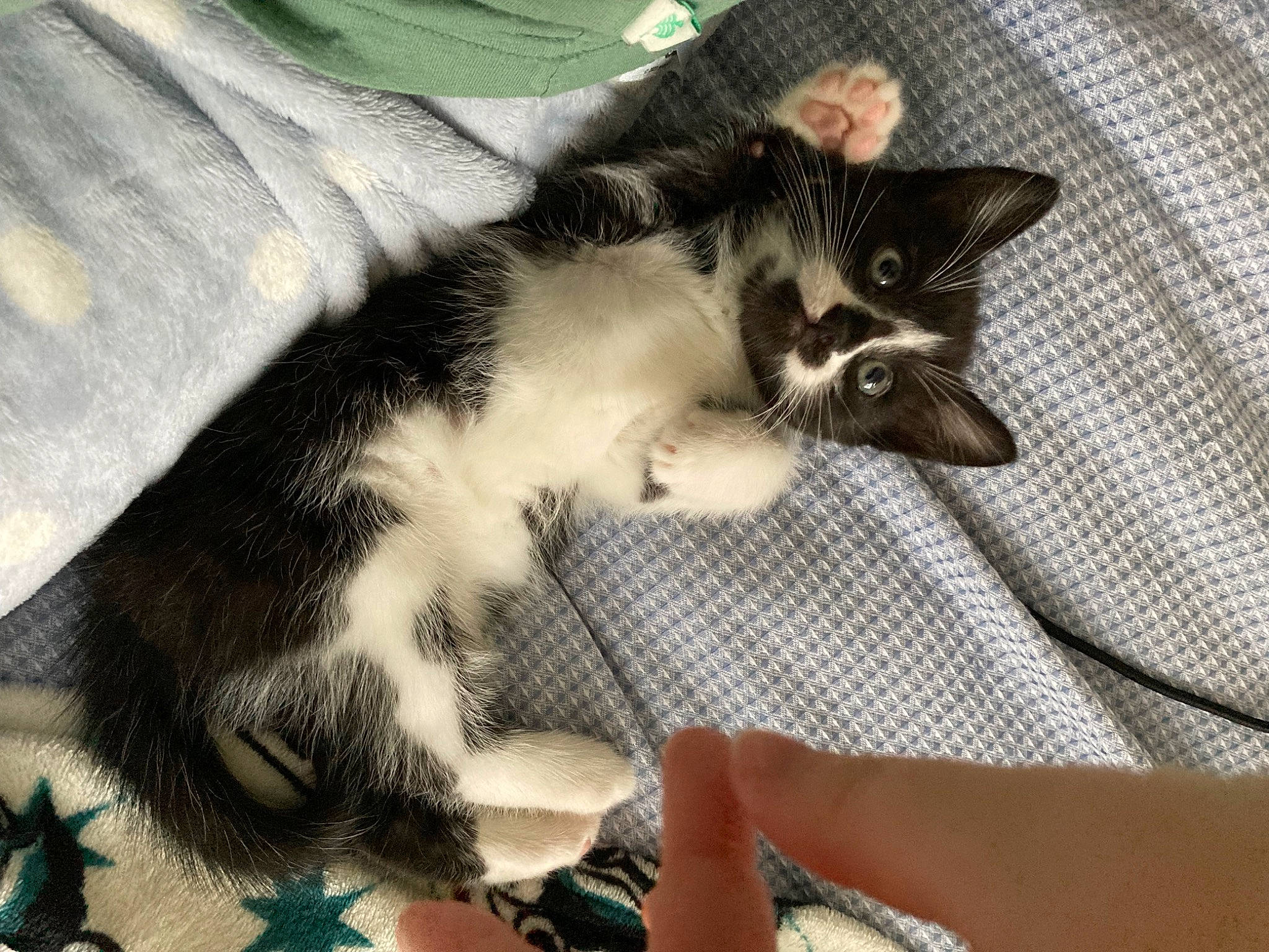 Chickpea is registered to the contest to win money with this photo: canidae, carnivore, cat, claw, comfort, domestic_short_haired_cat, felidae, fur, linens, nail, nap, pattern, paw, small_to_medium_sized_cats, snout, tail, whiskers