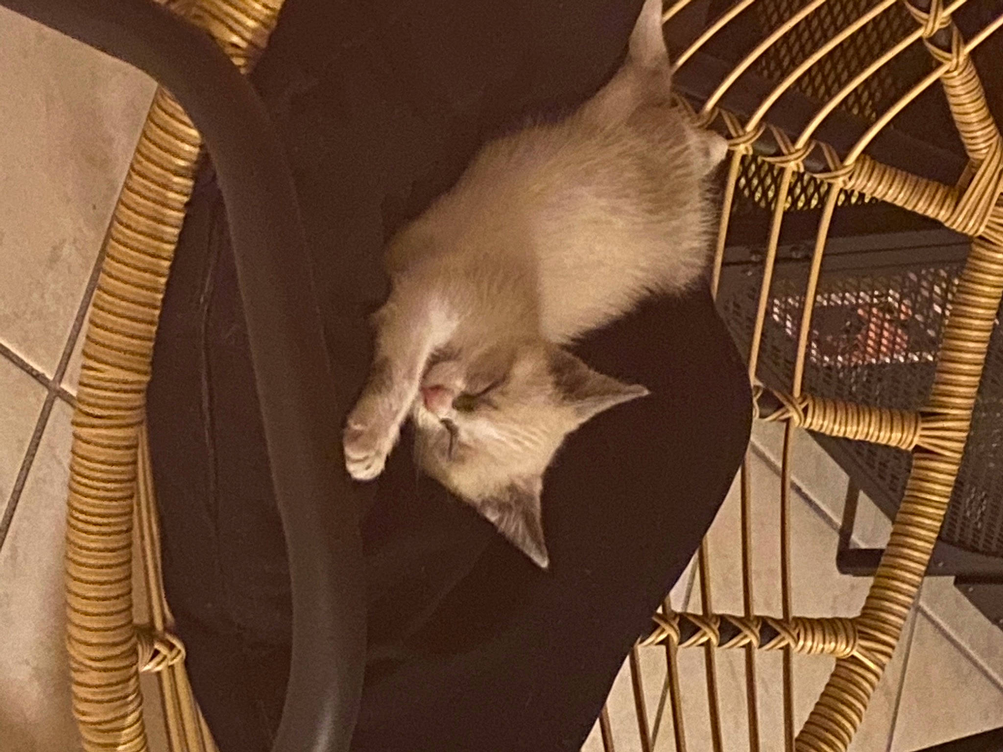 Djungo a rejoint le concours — aidez-le/la à gagner de superbes lots ! cat, fawn, felidae, fur, gerbil, kitten, small_to_medium_sized_cats, tail, whiskers