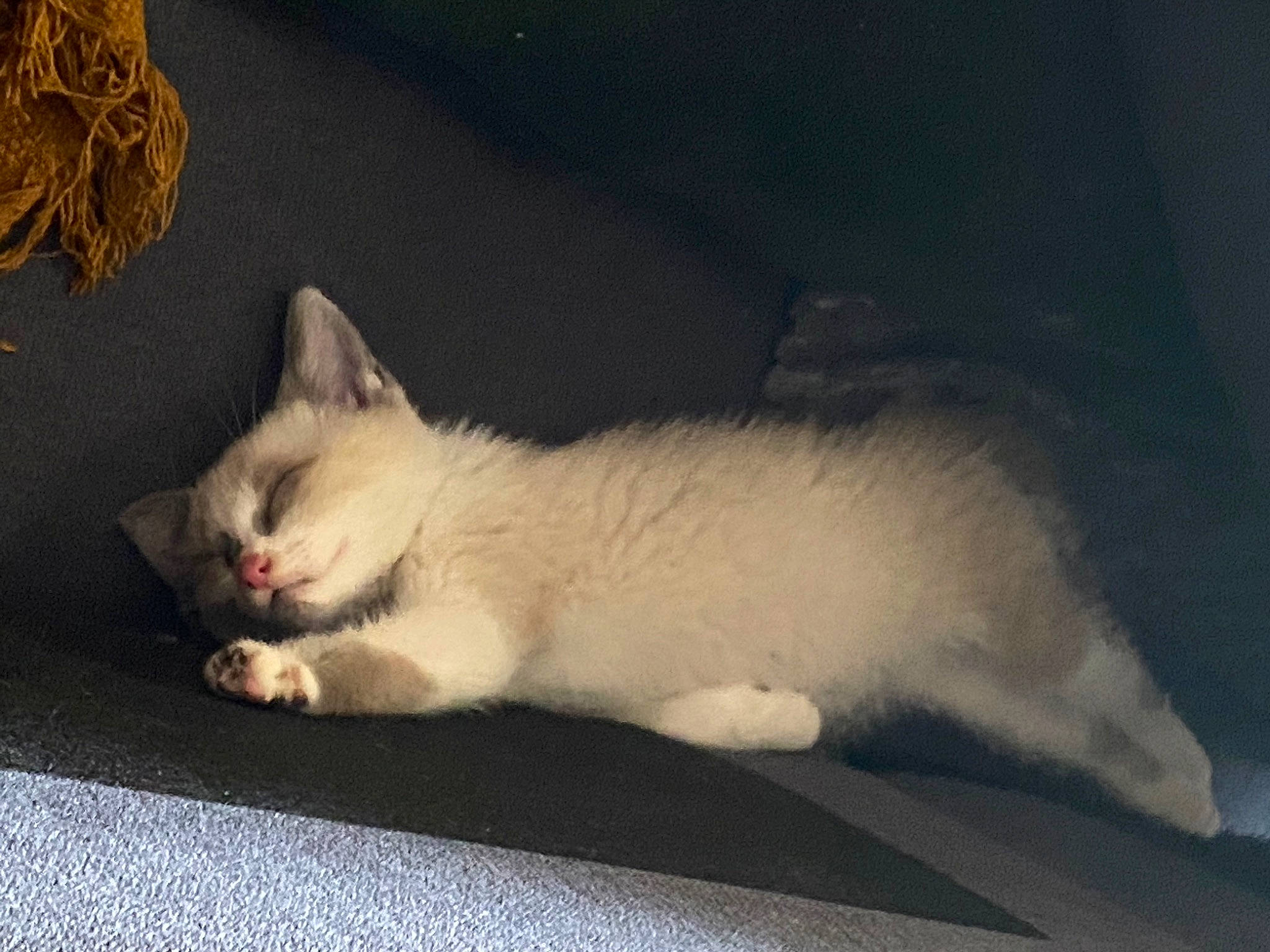 Djungo participe au concours pour gagner de l'argent avec cette photo : asian, burmilla, carnivore, cat, colorpoint_shorthair, domestic_short_haired_cat, eye, felidae, fur, kitten, mammal, ojos_azules, paw, ragdoll, sky, small_to_medium_sized_cats, tail, turkish_angora, turkish_van, whiskers