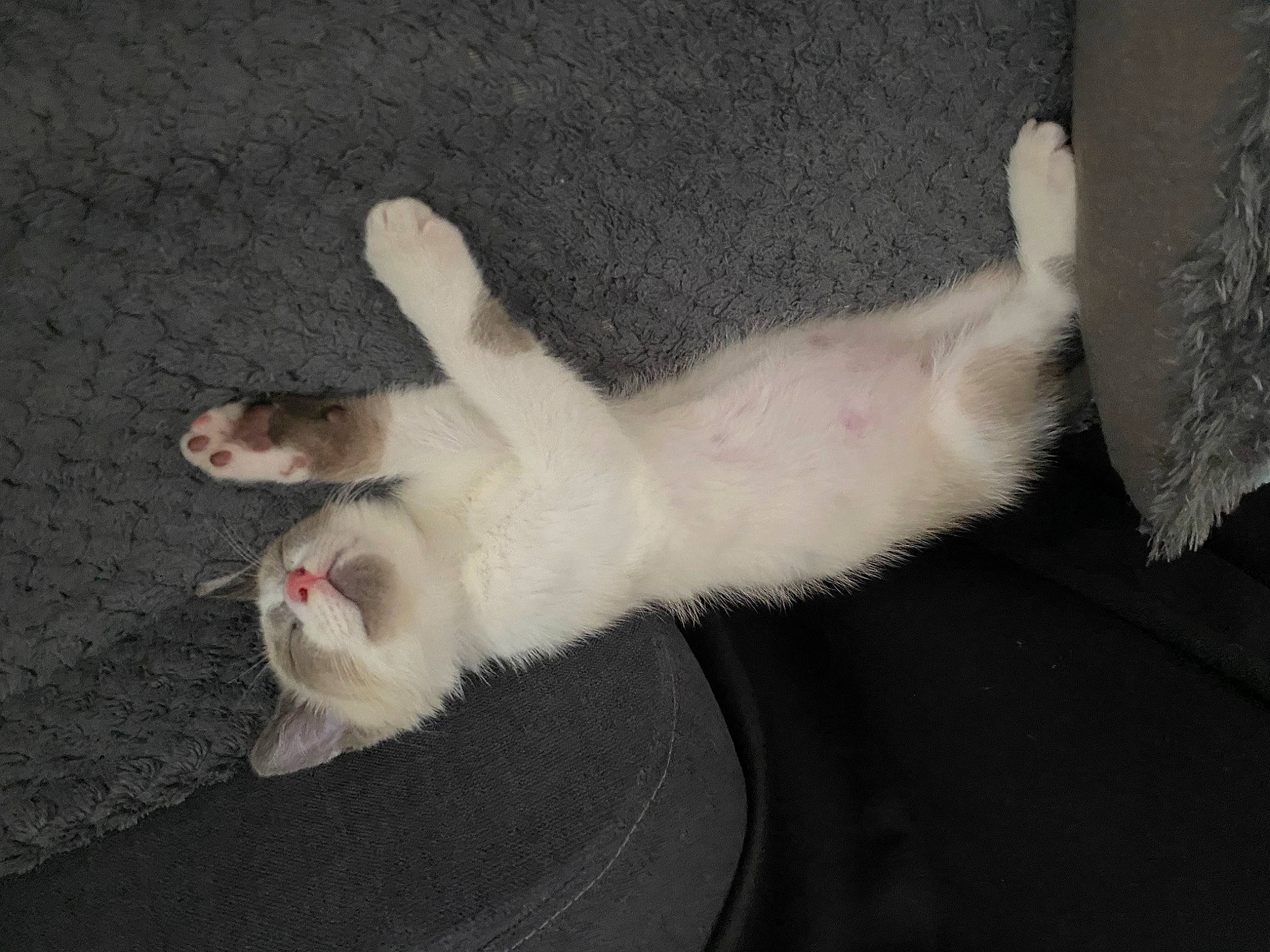 Djungo a rejoint le concours — aidez-le/la à gagner de superbes lots ! aegean_cat, burmilla, carnivore, cat, claw, fawn, felidae, fur, javanese, khao_manee, leg, paw, polydactyl_cat, ragdoll, small_to_medium_sized_cats, tail, turkish_angora, turkish_van, whiskers