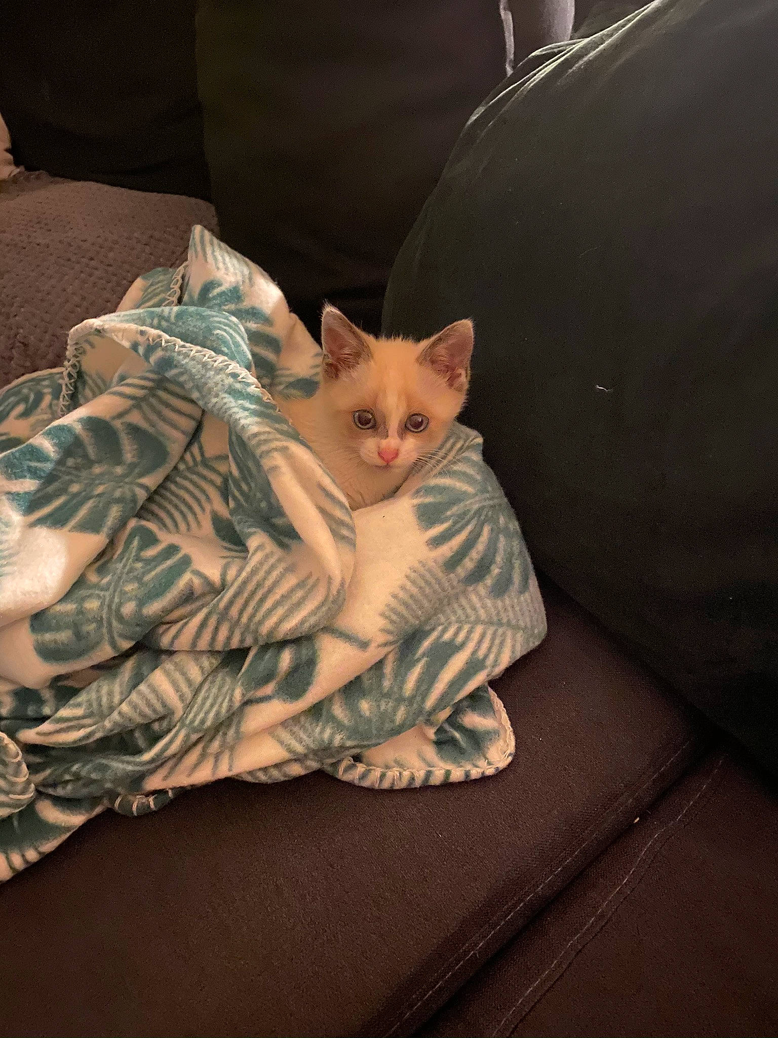 Djungo a rejoint le concours — aidez-le/la à gagner de superbes lots ! asian, carnivore, cat, colorpoint_shorthair, domestic_short_haired_cat, ear, european_shorthair, fawn, felidae, fur, german_rex, kitten, nap, ojos_azules, skin, small_to_medium_sized_cats, textile, whiskers