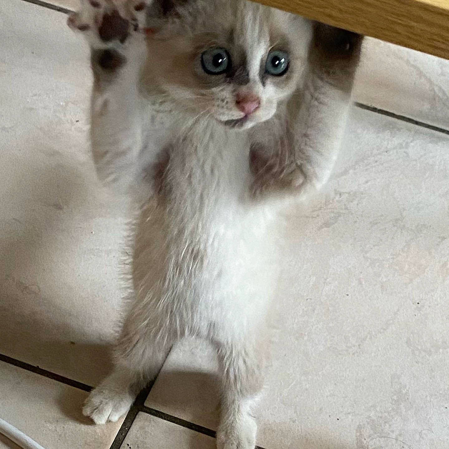 Djungo participe au concours pour gagner de l'argent avec cette photo : american_curl, asian, carnivore, cat, eye, fawn, felidae, fur, iris, kitten, mammal, munchkin, singapura, small_to_medium_sized_cats, snout, tail, turkish_angora, turkish_van, vertebrate, whiskers