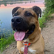 Lincoln Hawk joined the competition — help win amazing prizes! brown_dog, close_up, dog, greenery, happy, harness, lake, large_dog, leash, nature, open_mouth, outdoor, portrait, reflection, shoreline, smiling, sunset, tongue, trees, water