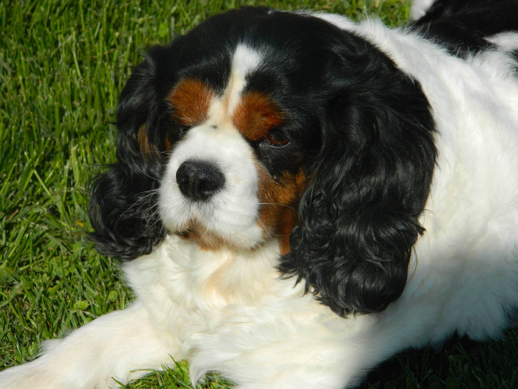 Blacky participe au concours pour gagner de l'argent avec cette photo : bored, canidae, carnivore, cavalier_king_charles_spaniel, companion_dog, dog, dog_breed, fur, grass, king_charles_spaniel, liver, plant, snout, sporting_group, terrestrial_animal, toy_dog, working_dog