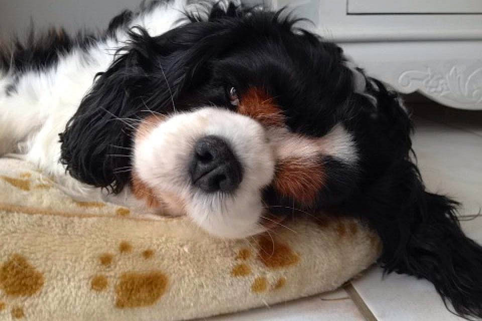 Blacky participe au concours pour gagner de l'argent avec cette photo : bored, canidae, carnivore, cavalier_king_charles_spaniel, comfort, companion_dog, dog, dog_breed, fawn, fur, liver, mal_shi, snout, spaniel, sporting_group, terrestrial_animal, toy, toy_dog, whiskers, working_animal