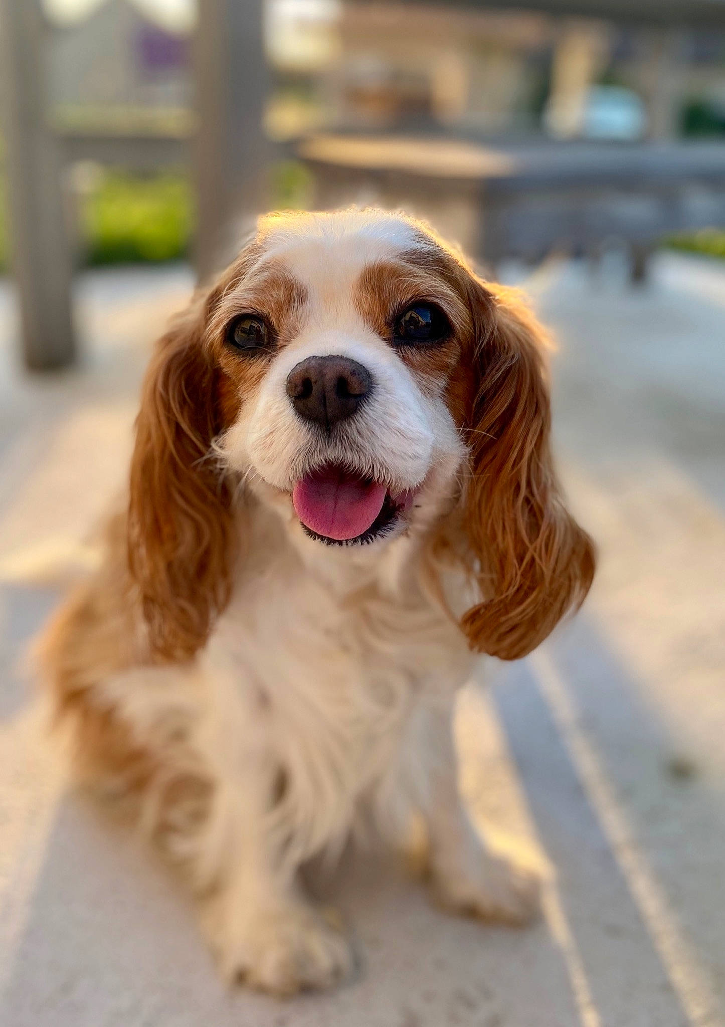 Dior a rejoint le concours — aidez-le/la à gagner de superbes lots ! canidae, carnivore, cavalier_king_charles_spaniel, companion_dog, dog, dog_breed, door, fawn, fur, gun_dog, king_charles_spaniel, liver, snout, spaniel, sporting_group, whiskers, working_dog