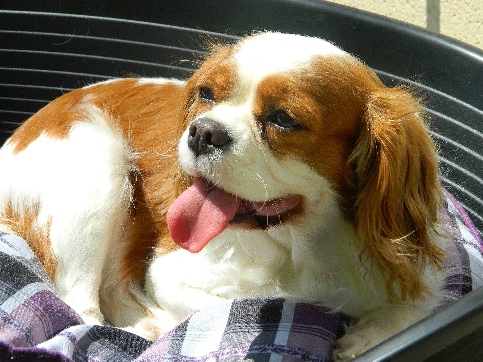 Dior a rejoint le concours — aidez-le/la à gagner de superbes lots ! canidae, carnivore, companion_dog, dog, dog_breed, dog_supply, fawn, fur, king_charles_spaniel, liver, pattern, pet_supply, plaid, snout, spaniel, sporting_group, tartan, toy_dog, whiskers, working_animal