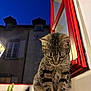 Apollo a rejoint le concours — aidez-le/la à gagner de superbes lots ! cat, tabby, windowsill, red_window_frame, night, plant, potted_plant, animal, pet, whiskers, fur, outdoor, window, building, reflection, domestic_cat, evening, curious, sitting, tail