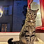 Apollo a rejoint le concours — aidez-le/la à gagner de superbes lots ! cat, tabby, animal, pet, windowsill, window, red_frame, night, building, lamp, curious, sitting, tail, fur, whiskers, outdoor, tile, domestic, portrait, blurred_background