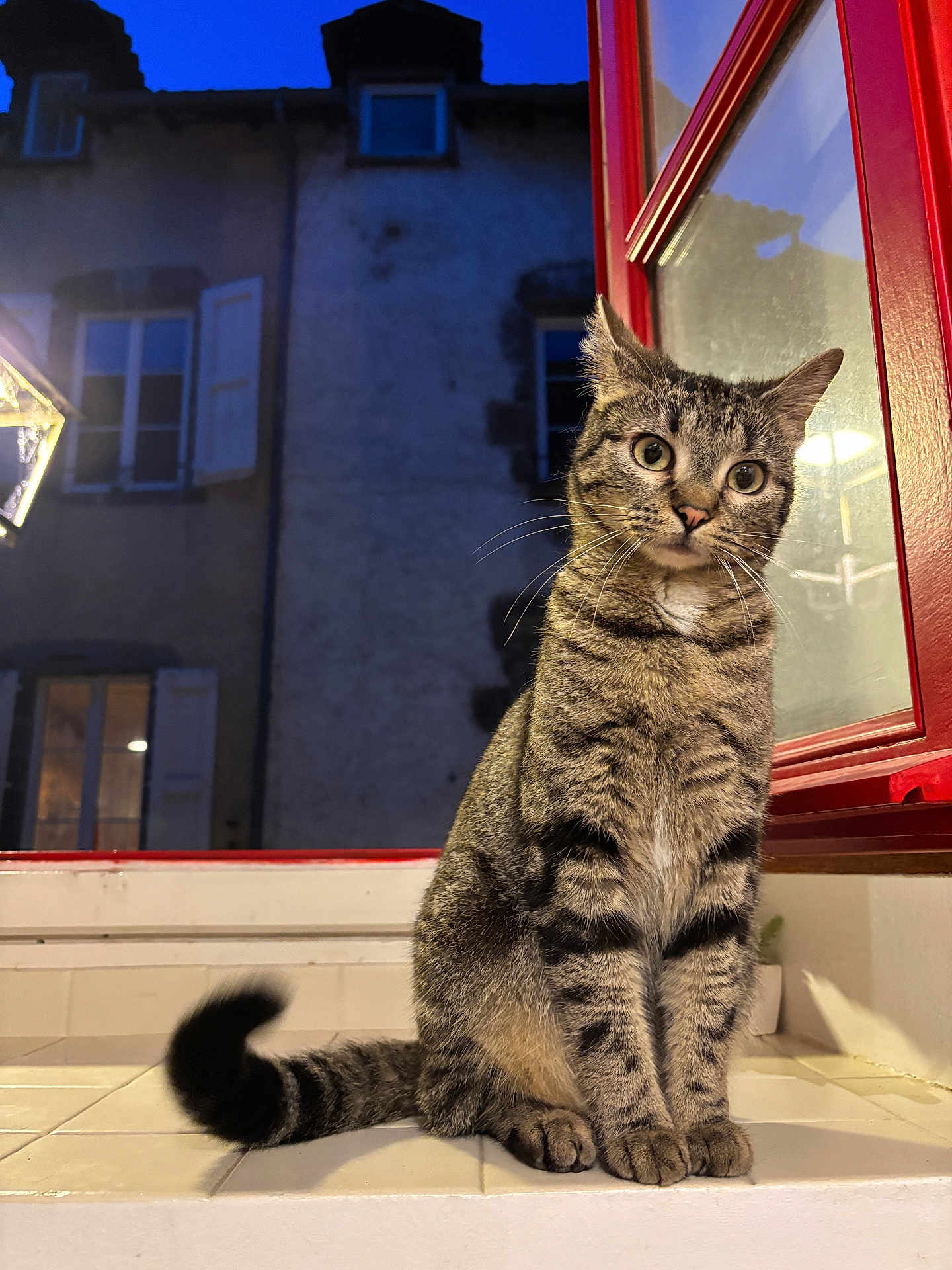 Apollo a rejoint le concours — aidez-le/la à gagner de superbes lots ! cat, tabby, animal, pet, windowsill, window, red_frame, night, building, lamp, curious, sitting, tail, fur, whiskers, outdoor, tile, domestic, portrait, blurred_background
