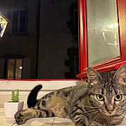 Apollo participe au concours pour gagner de l'argent avec cette photo : cat, tabby_cat, animal, pet, window, red_frame, succulent, plant, potted_plant, tile, ledg, night, indoor, fur, whiskers, paw, relaxing, curious, eyes, face