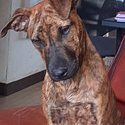Poungo participe au concours pour gagner de l'argent avec cette photo : dog, brindle, pet, indoor, chair, seated, head_tilt, office_chair, fur, animal, brown, black, expression, looking_down, domestic, canine, floor, paper, background, furniture