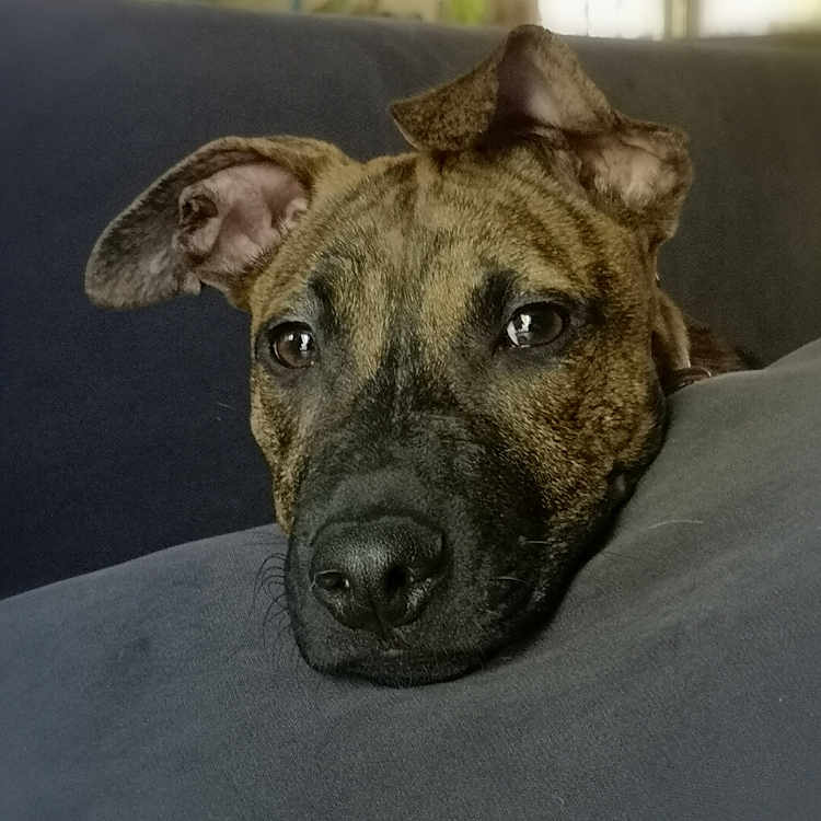 Poungo participe au concours pour gagner de l'argent avec cette photo : animal, black_nose, brown, canine, close_up, comfort, couch, dog, ears, expression, face, fur, home, indoors, looking, pet, portrait, relaxed, resting, soft