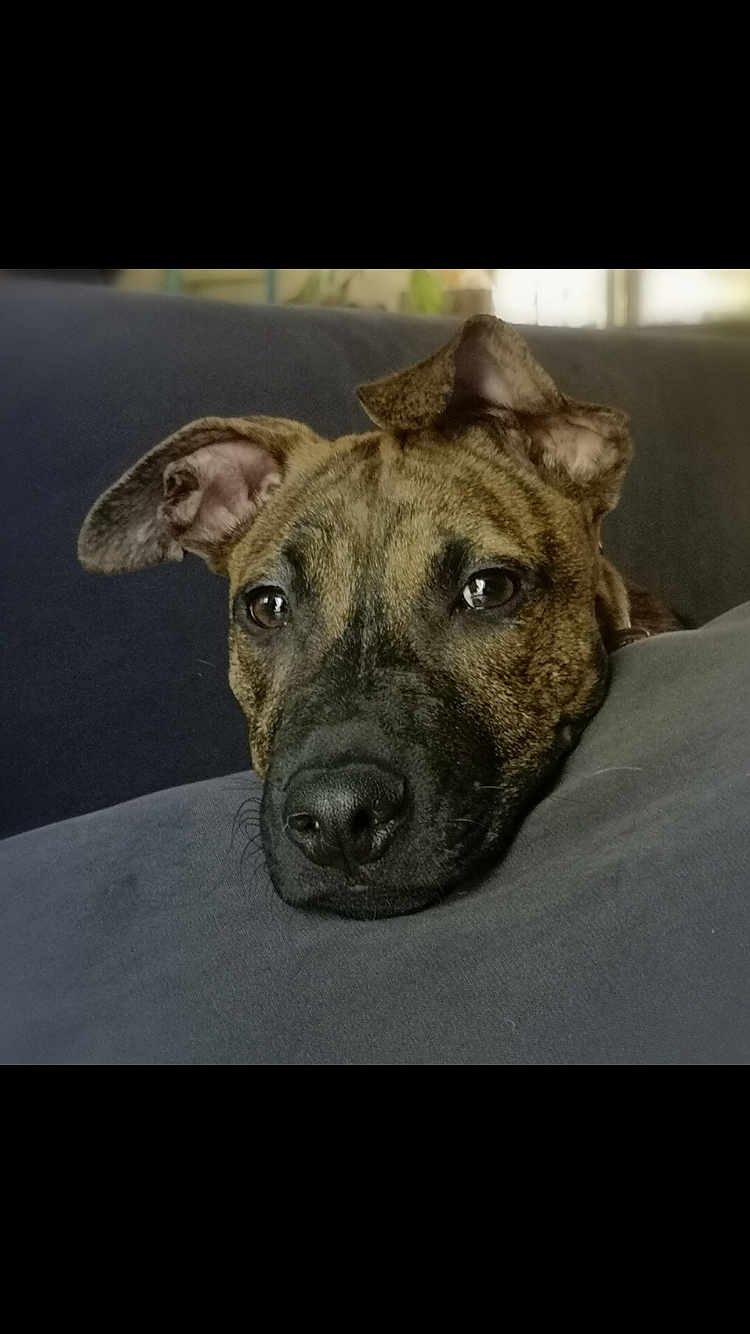 Poungo participe au concours pour gagner de l'argent avec cette photo : dog, pet, close_up, resting, indoors, couch, face, brown, black_nose, ears, fur, animal, canine, portrait, relaxed, looking, soft, comfort, home, expression
