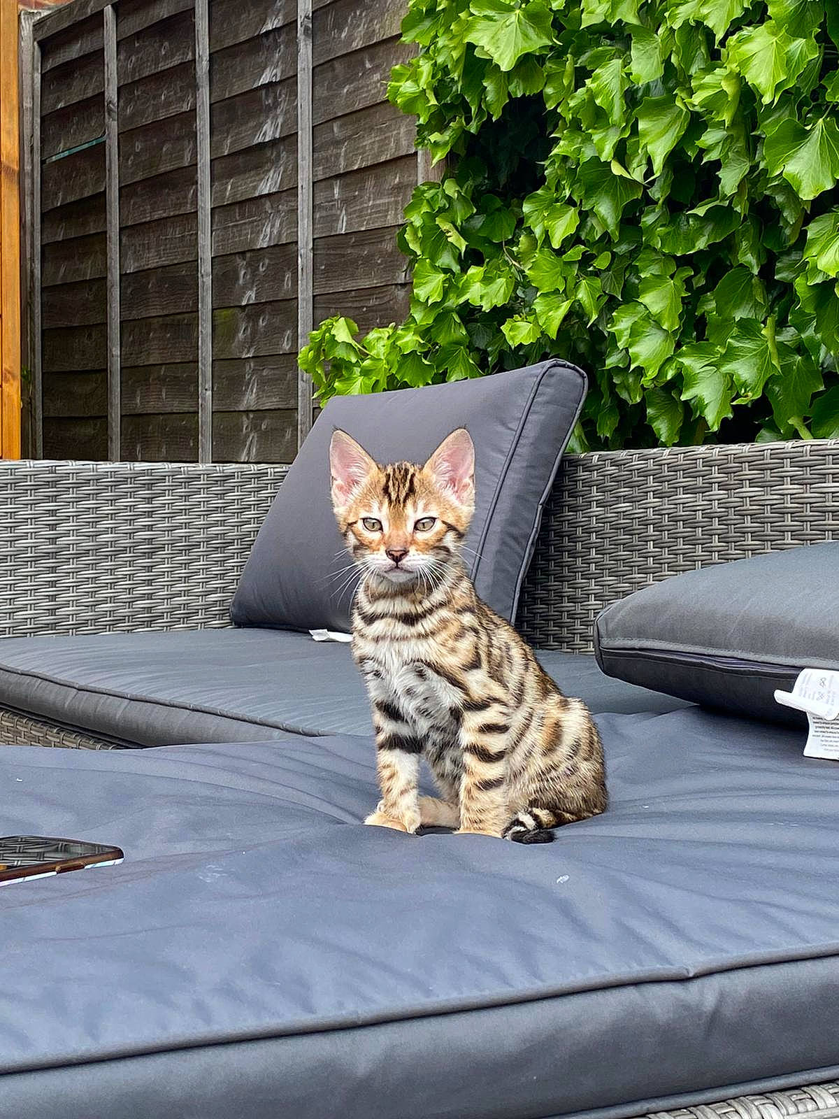 Frank is registered to the contest to win money with this photo: building, carnivore, cat, comfort, fawn, felidae, fur, grass, grey, outdoor_furniture, plant, road_surface, sitting, small_to_medium_sized_cats, snout, tail, tree, whiskers, window, wood