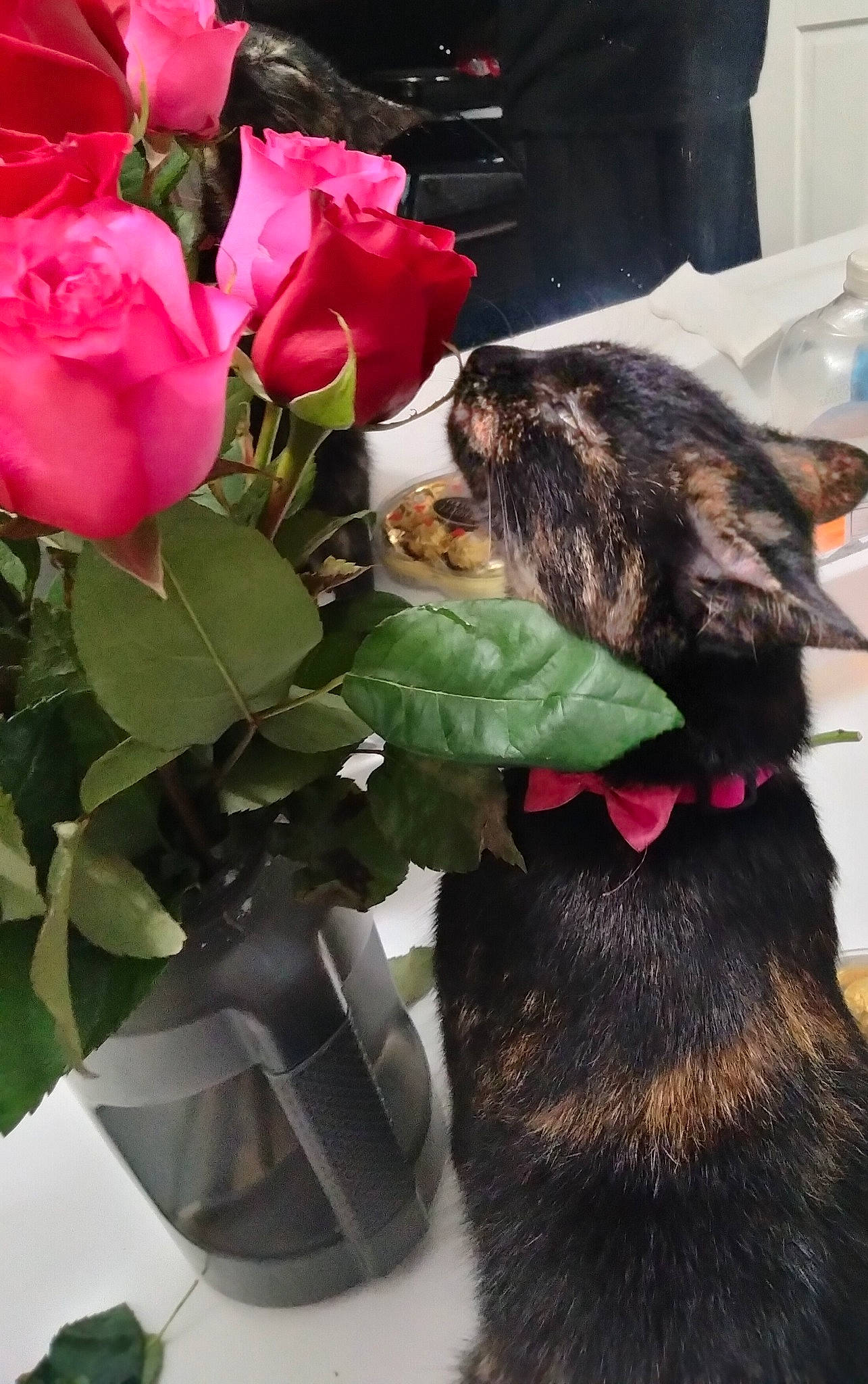 Kiki is registered to the contest to win money with this photo: annual_plant, artificial_flower, beauty, carnivore, cat, companion_dog, cut_flowers, dog_breed, felidae, floribunda, flower, flower_arranging, garden_roses, herbaceous_plant, hybrid_tea_rose, petal, plant, rose, rose_family, rose_order