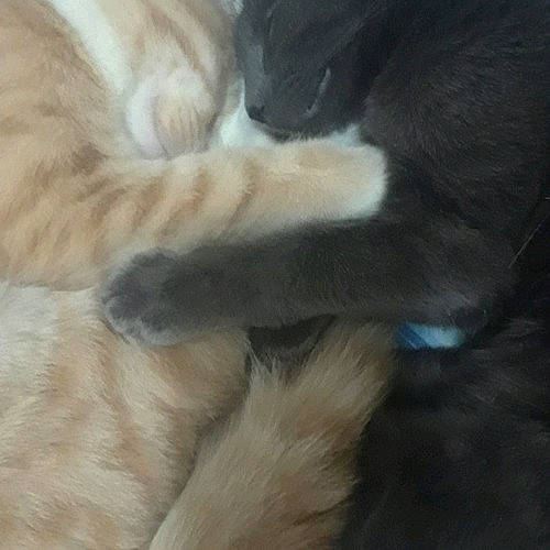 Cj And D joined the competition — help win amazing prizes! canidae, carnivore, dog, dog_breed, ear, fawn, fur, paw, snout, sporting_group, tail, whiskers