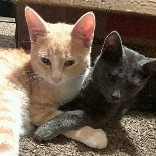 Cj And D is registered to the contest to win money with this photo: aegean_cat, arabian_mau, asian, carnivore, cat, domestic_short_haired_cat, ear, european_shorthair, felidae, german_rex, javanese, kitten, mammal, ojos_azules, oriental_longhair, polydactyl_cat, small_to_medium_sized_cats, turkish_angora, vertebrate, whiskers
