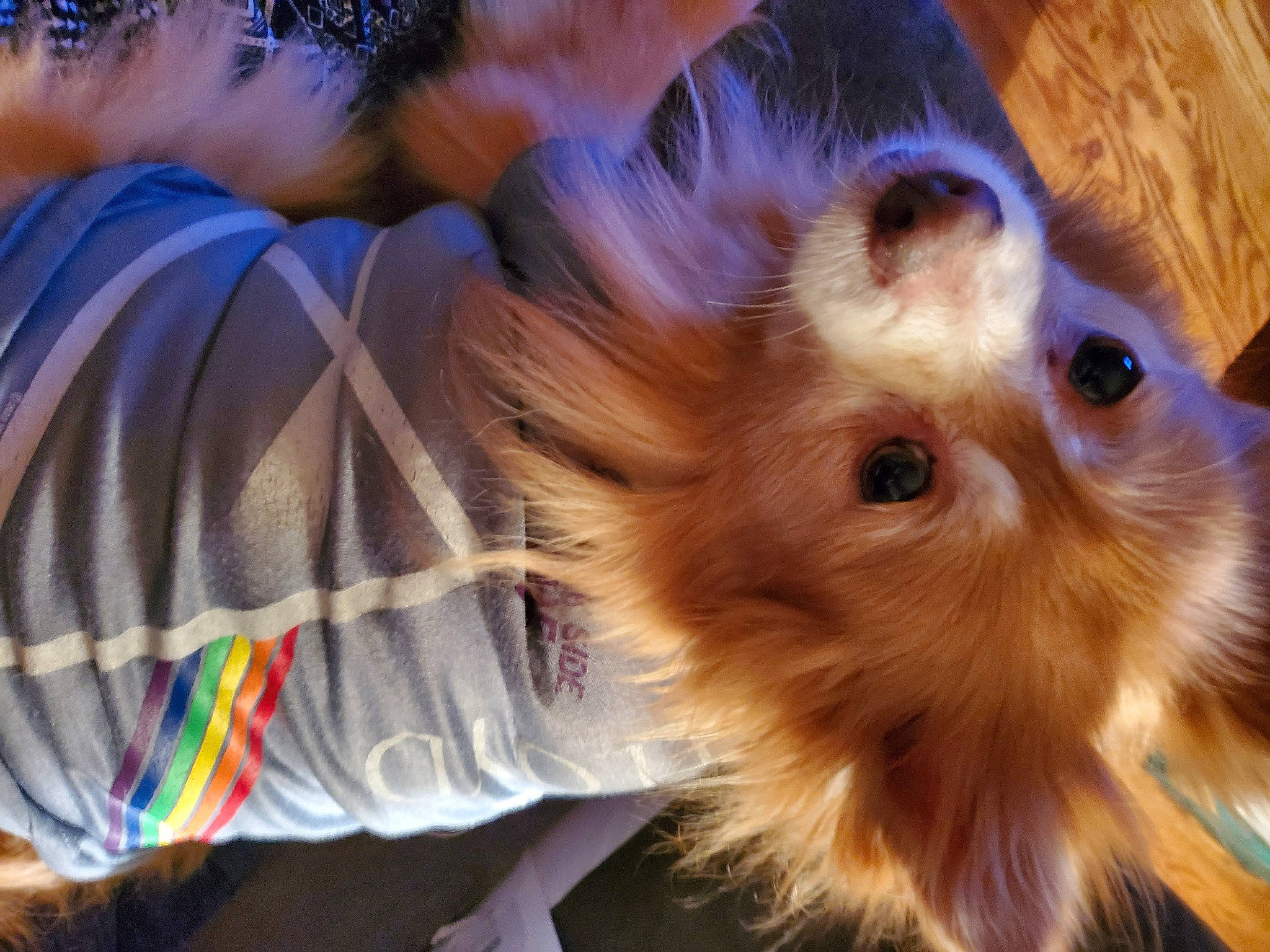 Jewel is registered to the contest to win money with this photo: canidae, carnivore, companion_dog, dog, dog_breed, electric_blue, fawn, feather, felidae, fur, liver, pomeranian, puppy, small_to_medium_sized_cats, snout, spitz, sporting_group, toy, toy_dog, whiskers