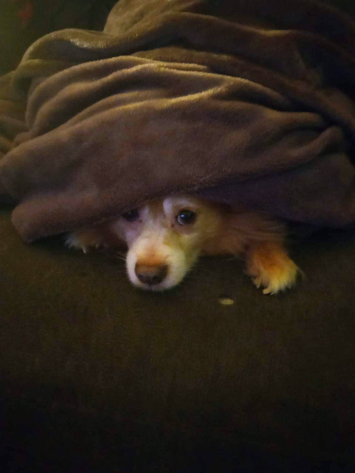 Jewel is registered to the contest to win money with this photo: canidae, carnivore, companion_dog, corgi_chihuahua, darkness, dog, dog_breed, ear, fawn, fur, sporting_group, terrestrial_animal, toy_dog, whiskers, wood, working_animal