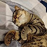 animal, blanket, cat, cozy, curled_up, cute, domestic, feline, fur, indoor, mammal, nap, paws, pet, relaxed, resting, sleeping, striped, tabby, whiskers